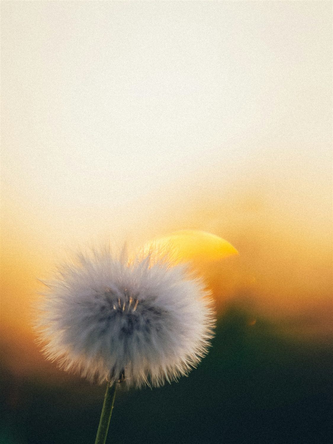 Eine Pusteblume vor einem weichen Verlauf aus Gold und Grün.