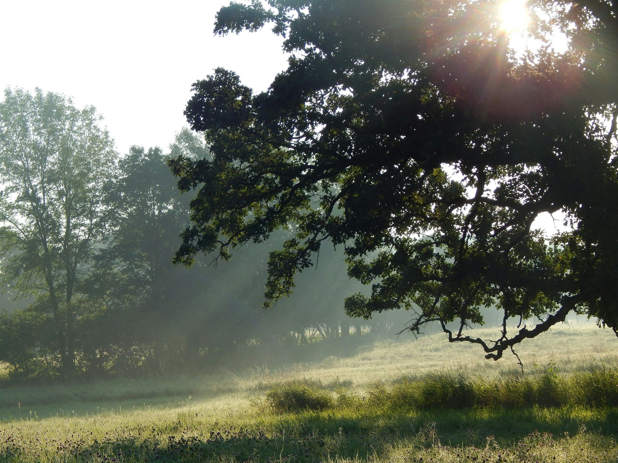 Eine Wiese im Morgennebel, eine alte Eiche, Sonnenstrahlen fallen durch die Zweige.